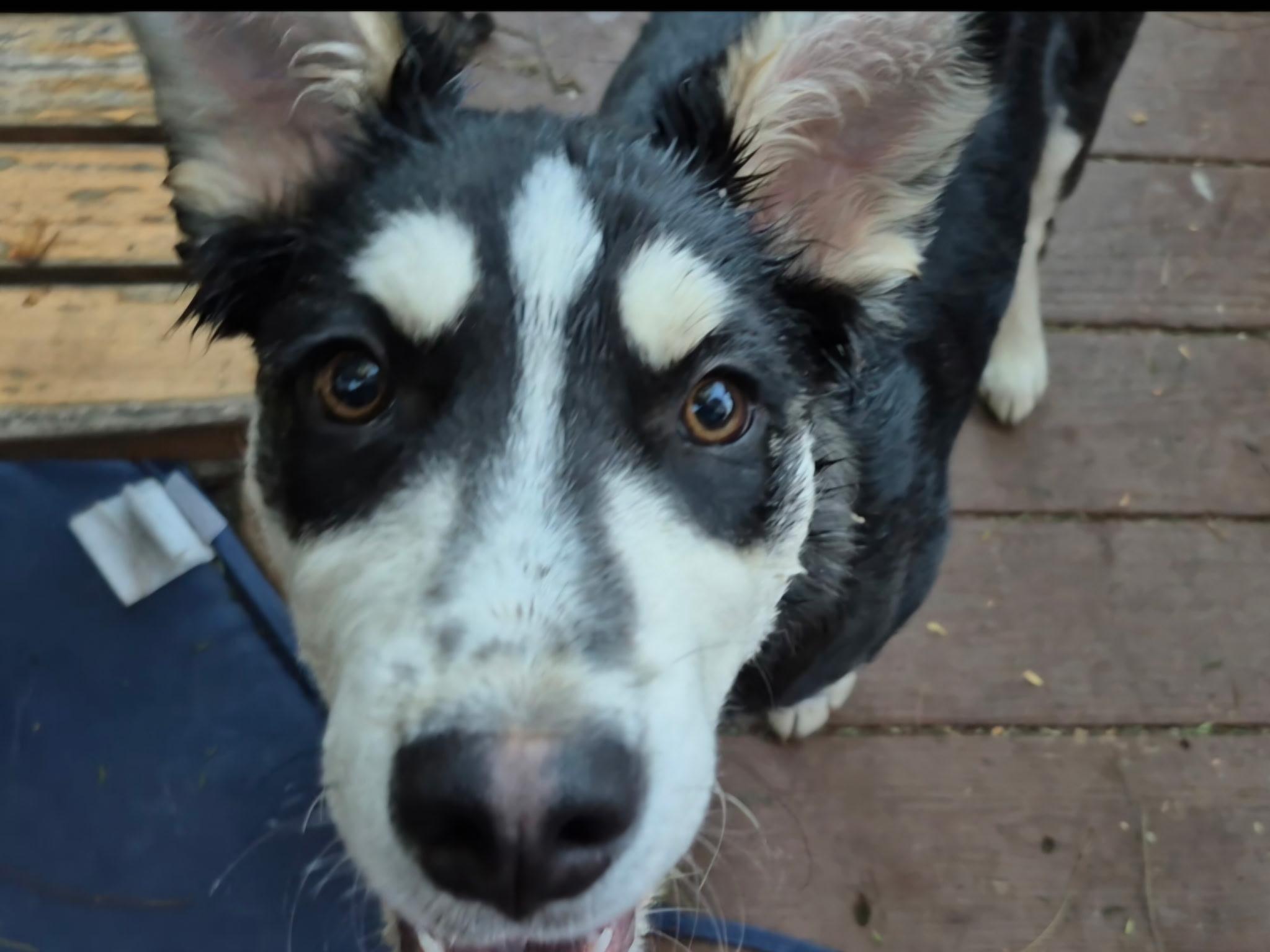 Enlarge Yuma, a ADOPTABLE mixed breed in Long Beach, CA image 2/5