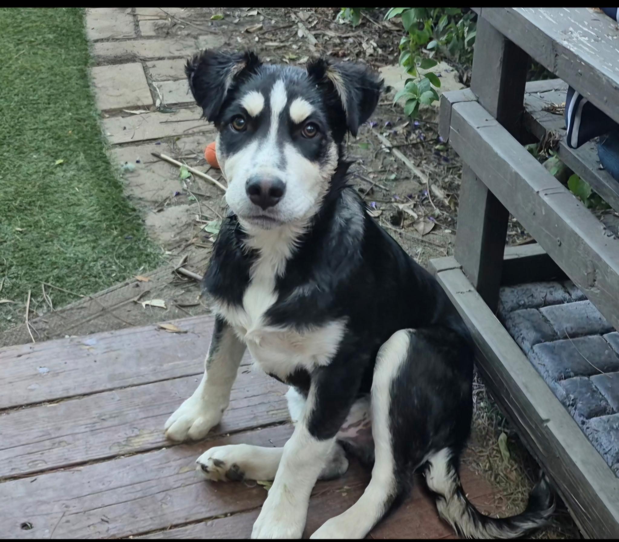 Yuma, ADOPTABLE, Puppy Male German Shepherd Dog & Husky.