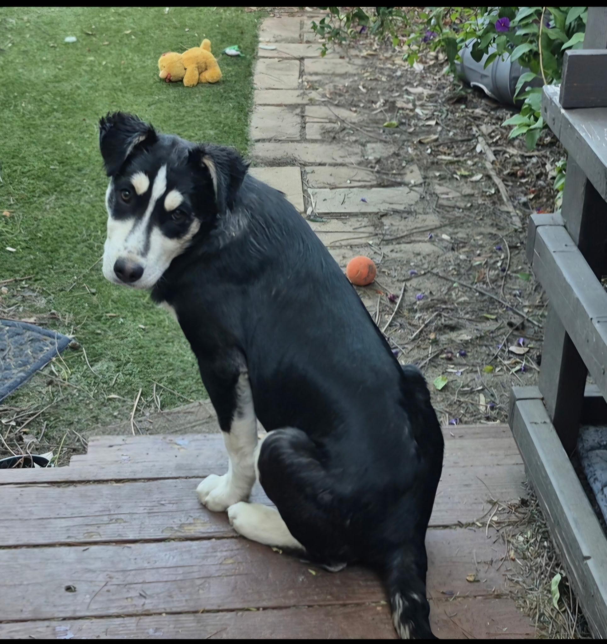 Enlarge Yuma, a ADOPTABLE mixed breed in Long Beach, CA image 3/5