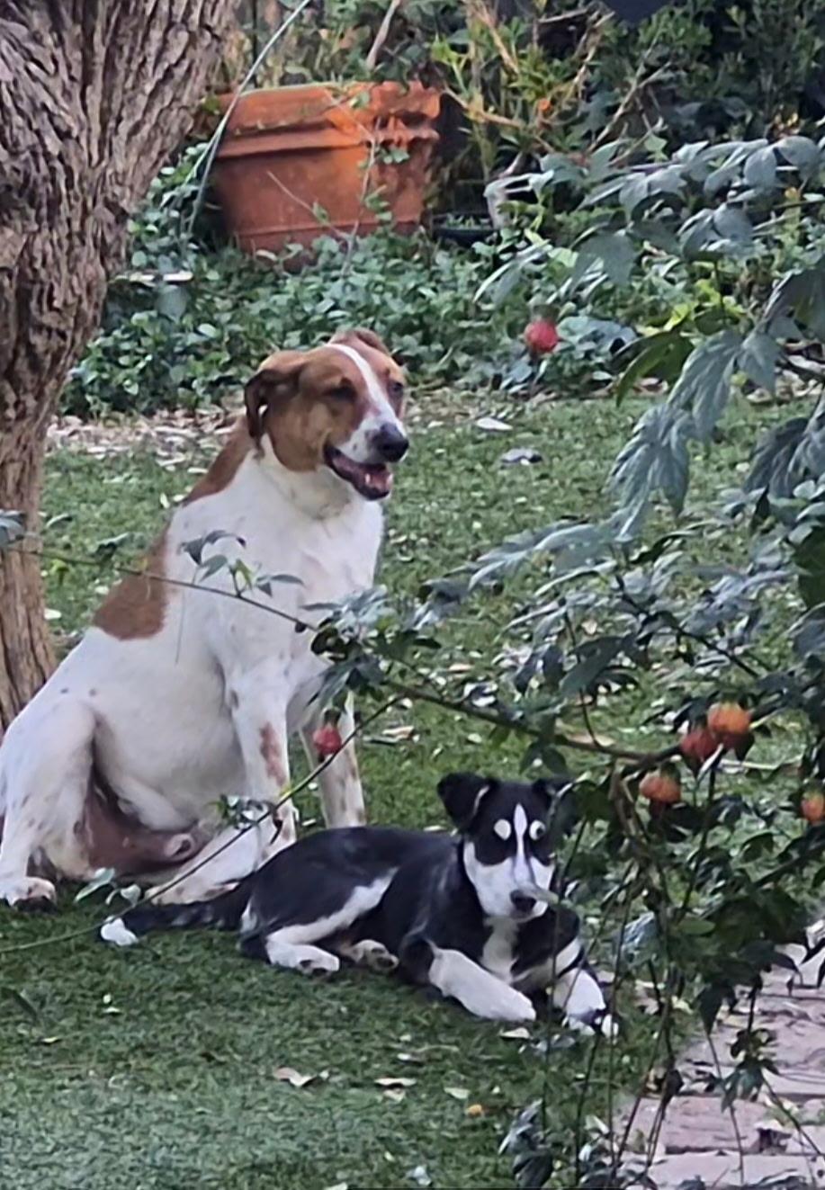 Enlarge Yuma, a ADOPTABLE mixed breed in Long Beach, CA image 5/5