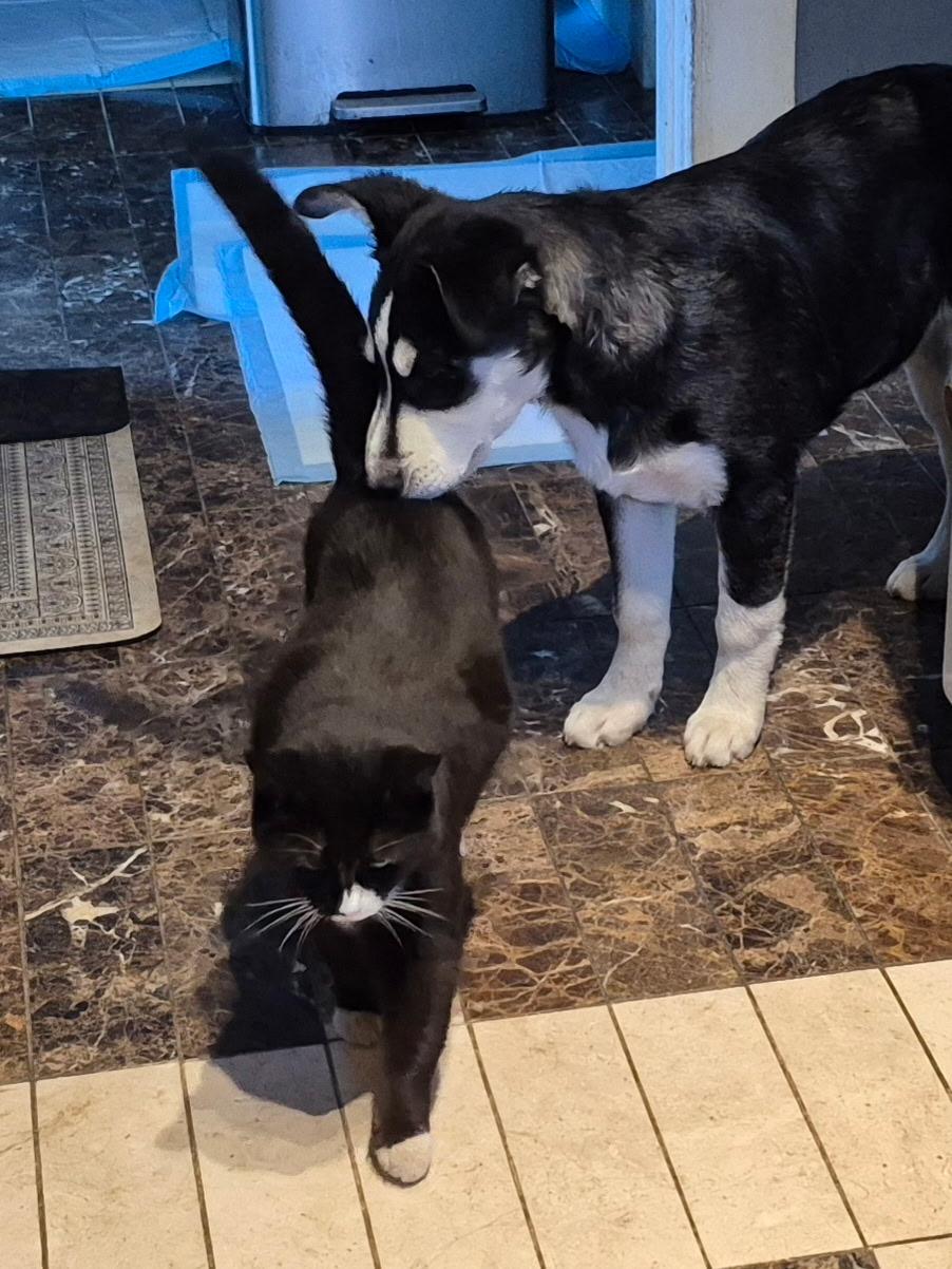 Enlarge Yuma, a ADOPTABLE mixed breed in Long Beach, CA image 4/5