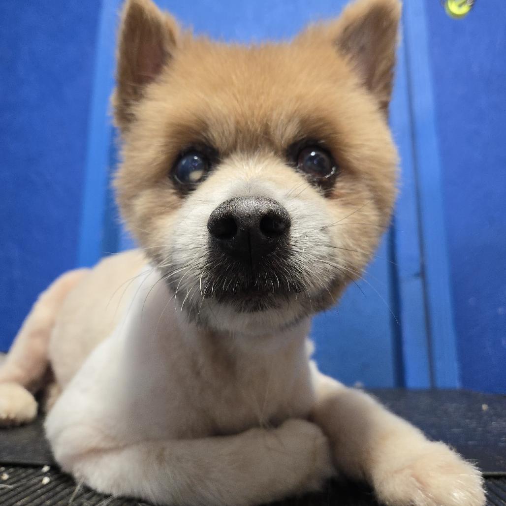 Willy OE_CCCAS, Adoptable, Senior Male Pomeranian.