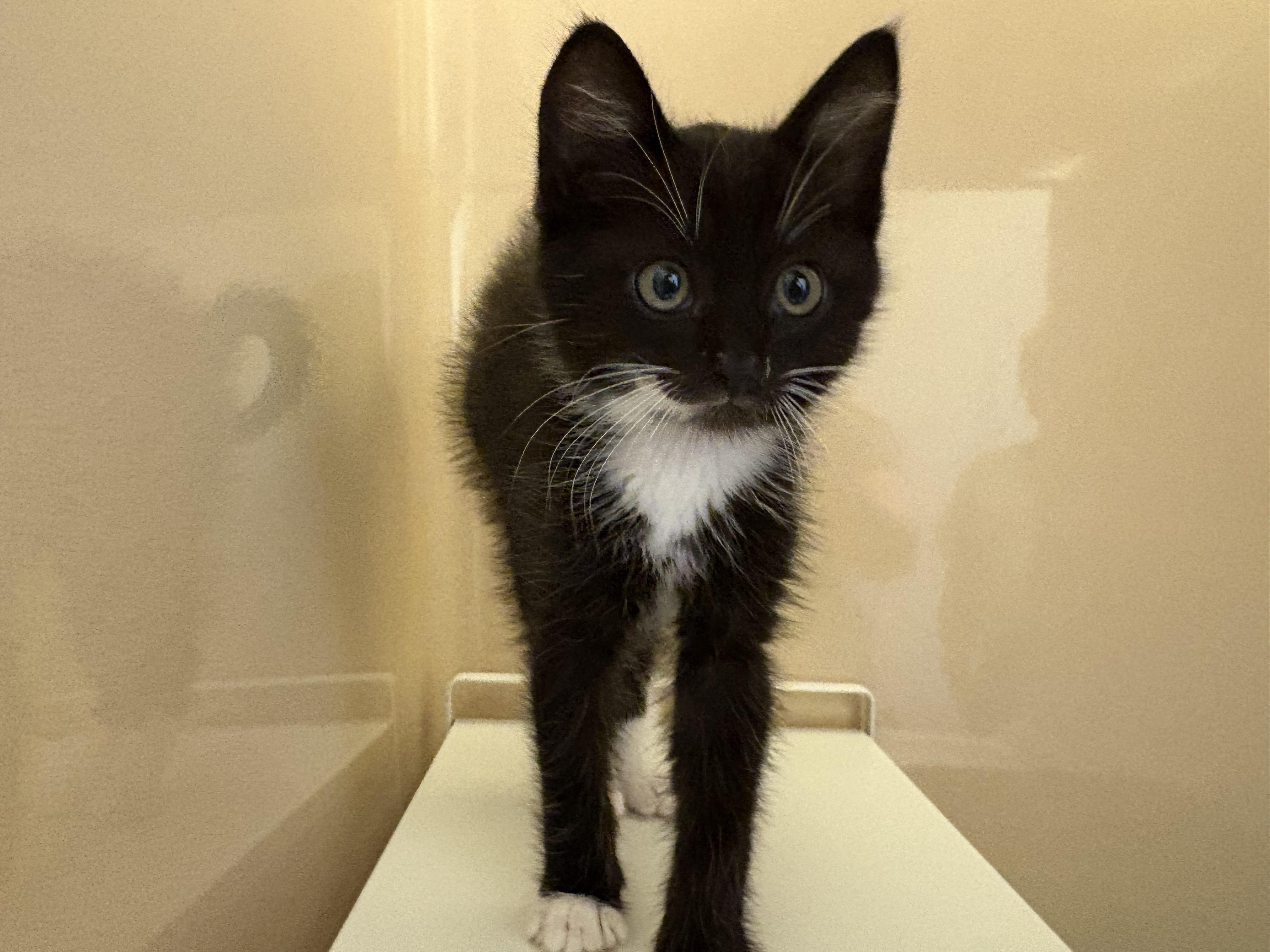 Enlarge Devereaux, an adoptable mixed breed in Hays, KS image 4/6