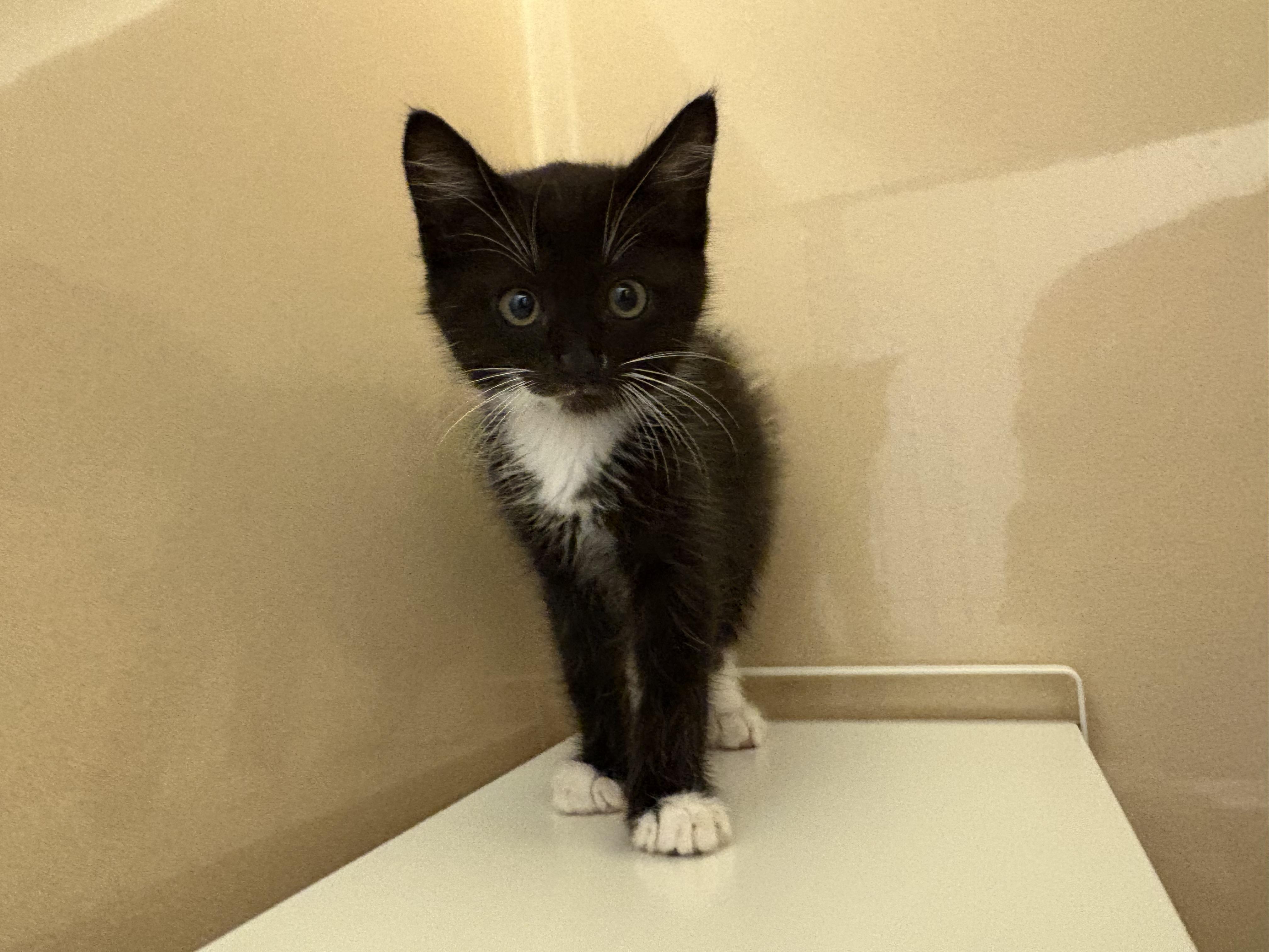 Enlarge Devereaux, an adoptable mixed breed in Hays, KS image 6/6