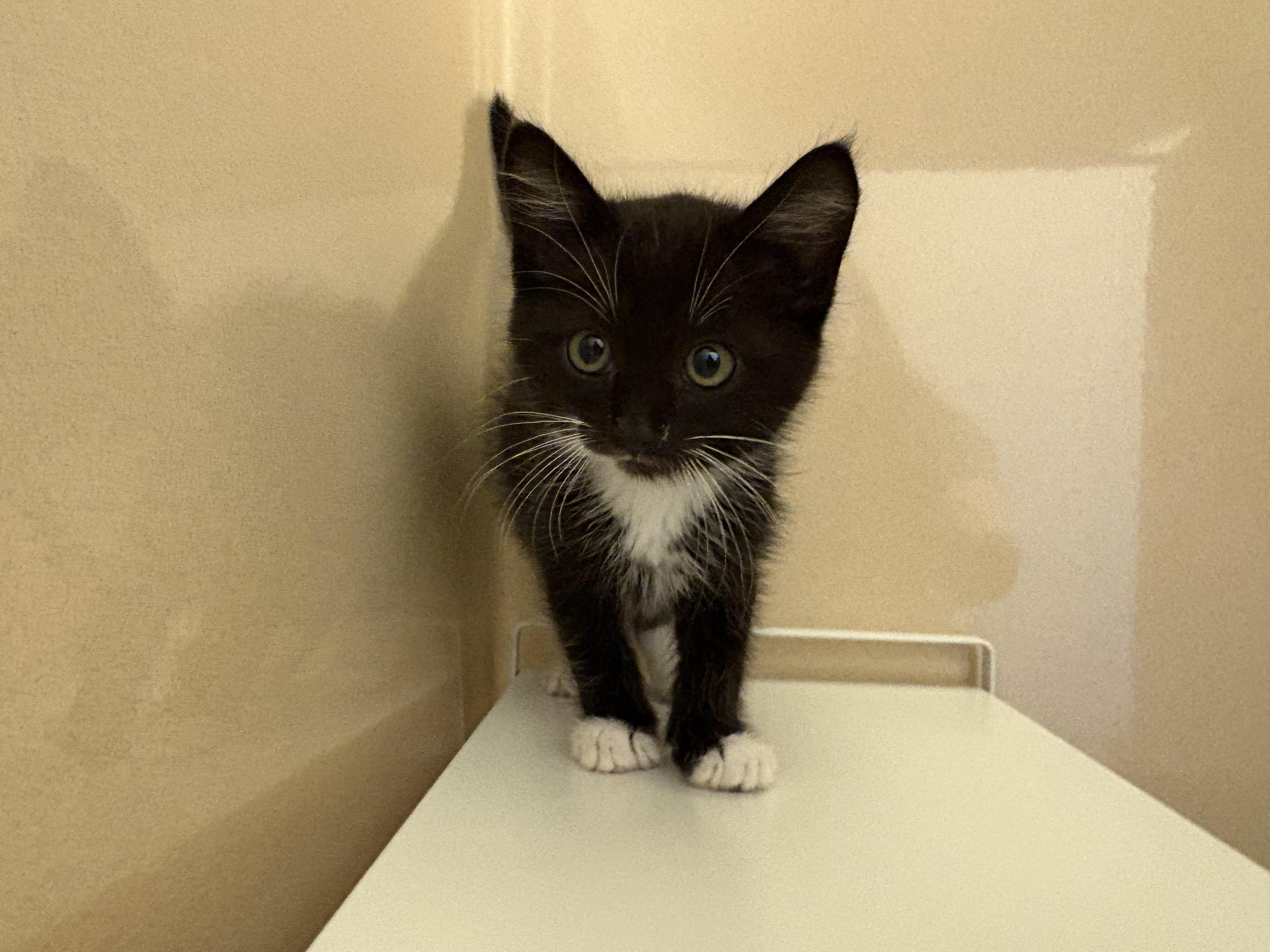 Devereaux, adoptable, Kitten Male Domestic Short Hair.