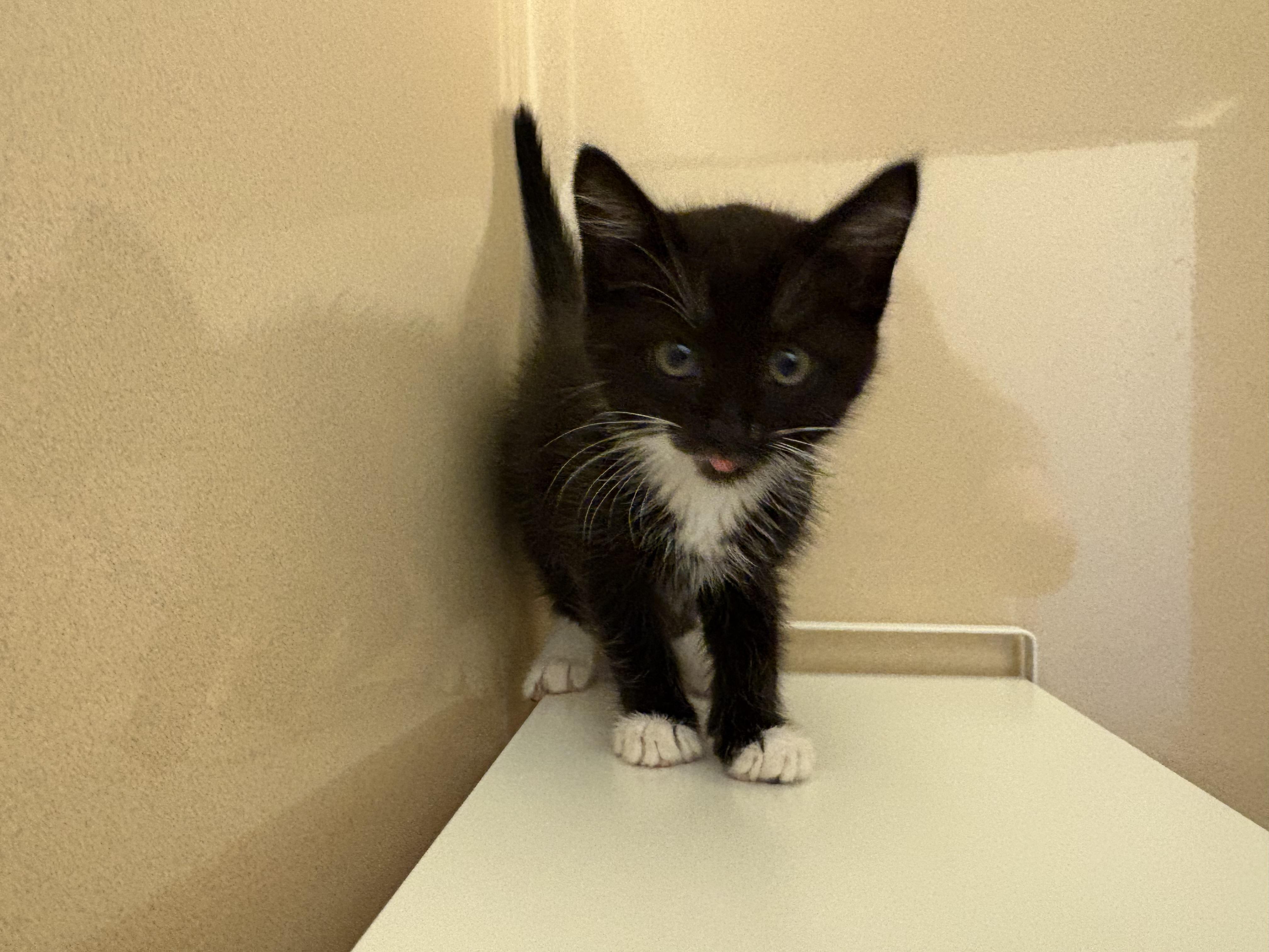 Enlarge Devereaux, an adoptable mixed breed in Hays, KS image 2/6