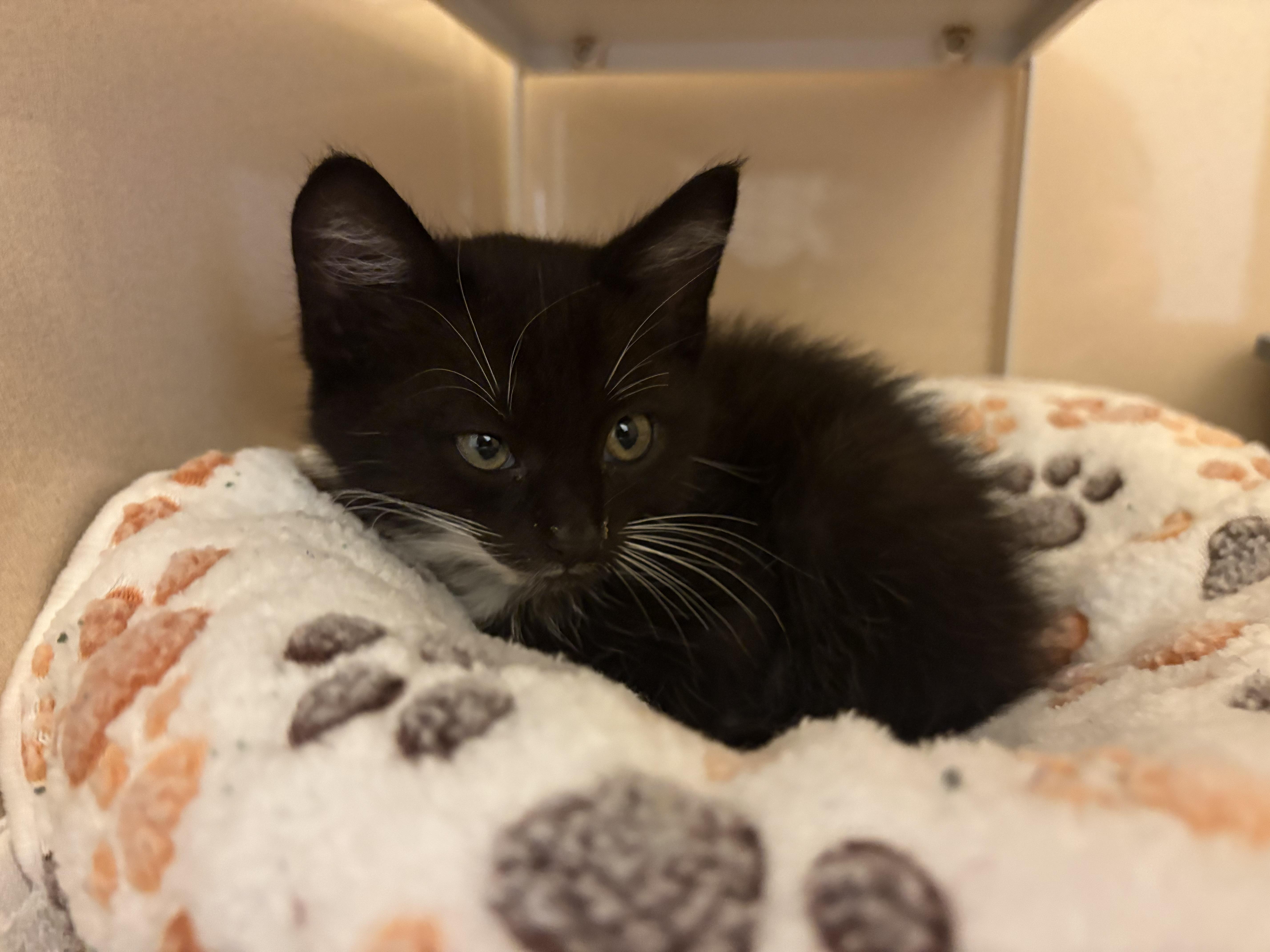 Enlarge Devereaux, an adoptable mixed breed in Hays, KS image 3/6
