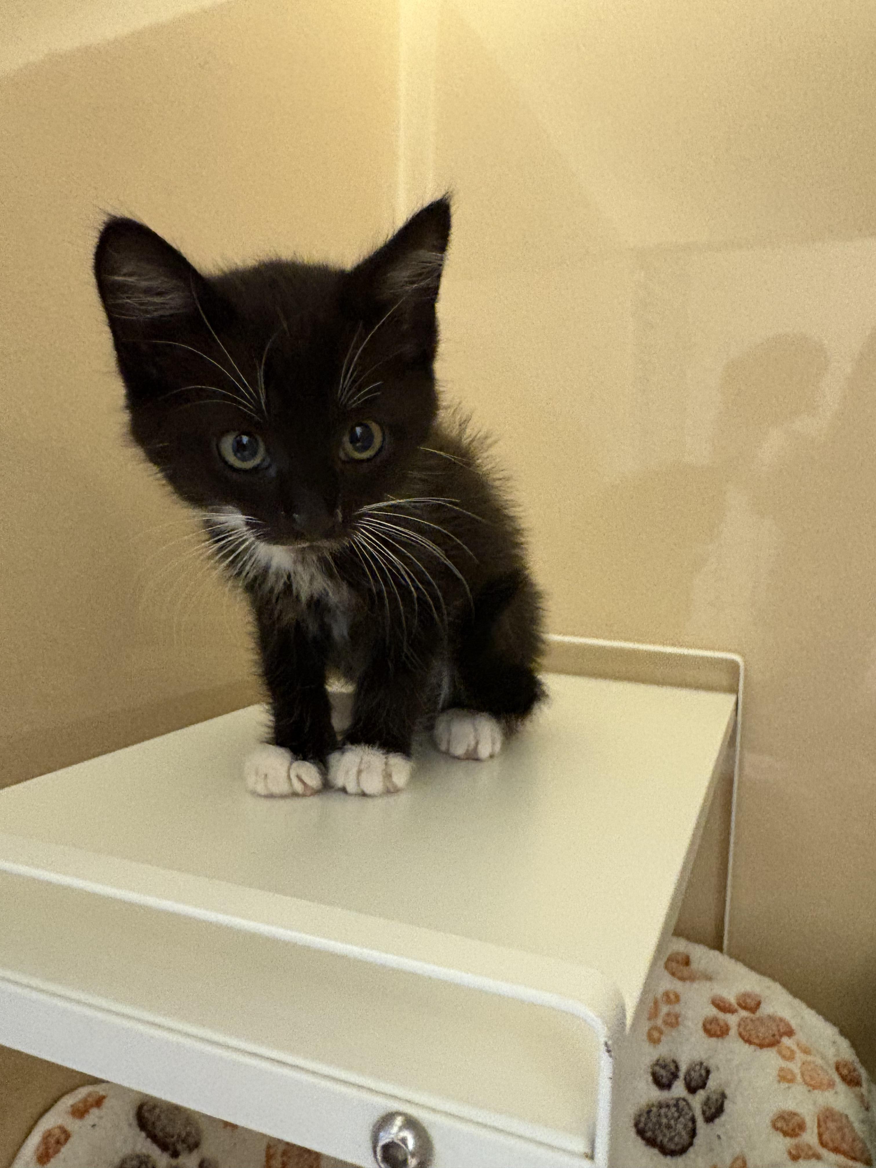 Enlarge Devereaux, an adoptable mixed breed in Hays, KS image 5/6