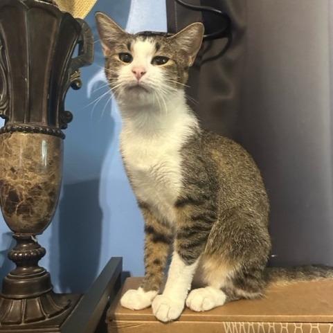 Junee, a Adoptable mixed breed in Little Rock, AR image 1/4