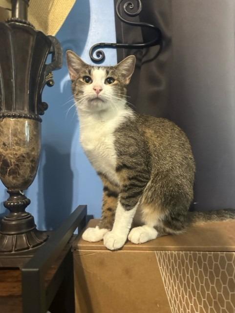 Junee, a Adoptable mixed breed in Little Rock, AR image 2/4