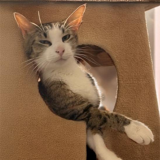 Junee, a Adoptable mixed breed in Little Rock, AR image 3/4