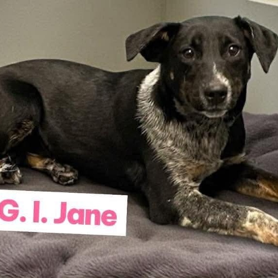 G.i. Jane, ADOPTABLE, Puppy Female Labrador Retriever & Cattle Dog.