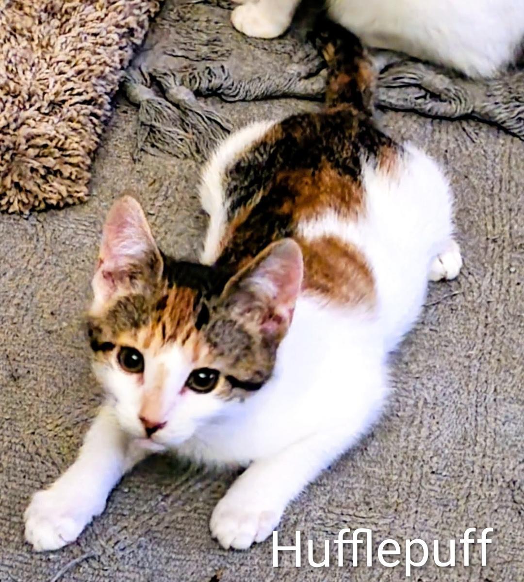 Hufflepuff, adopted, Young Female Calico.