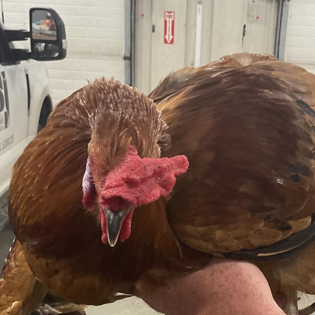 Rooster 1 photo