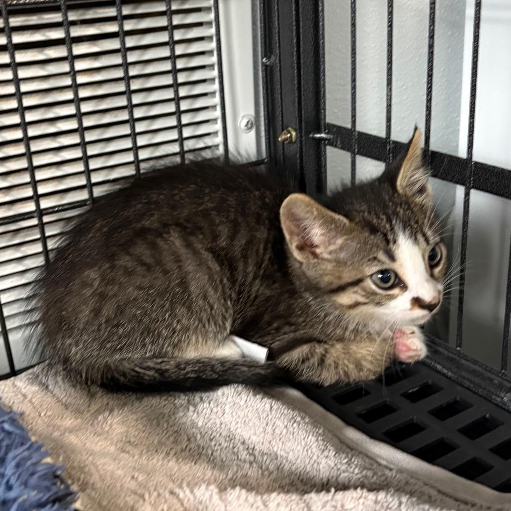 Enlarge Darrin, a Adoptable Domestic Short Hair in Crookston, MN image 1/4