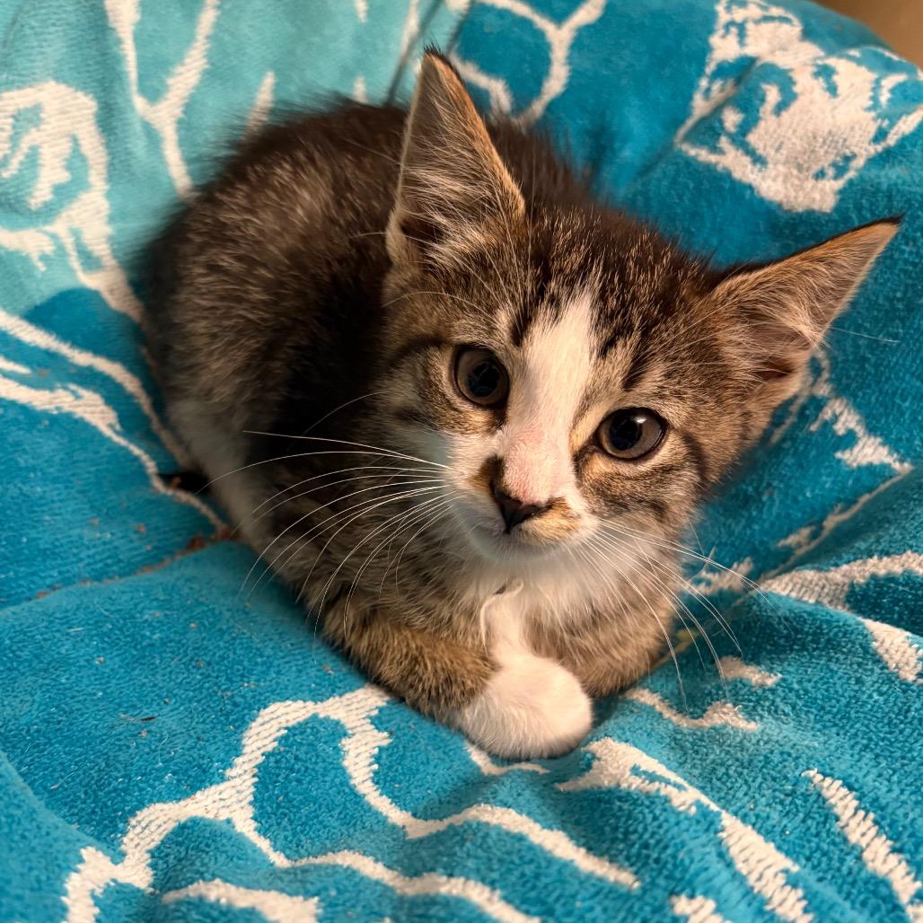Enlarge Darrin, a Adoptable Domestic Short Hair in Crookston, MN image 2/4