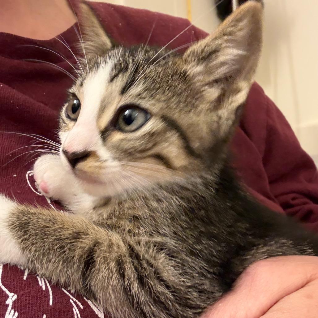 Enlarge Darrin, a Adoptable Domestic Short Hair in Crookston, MN image 3/4