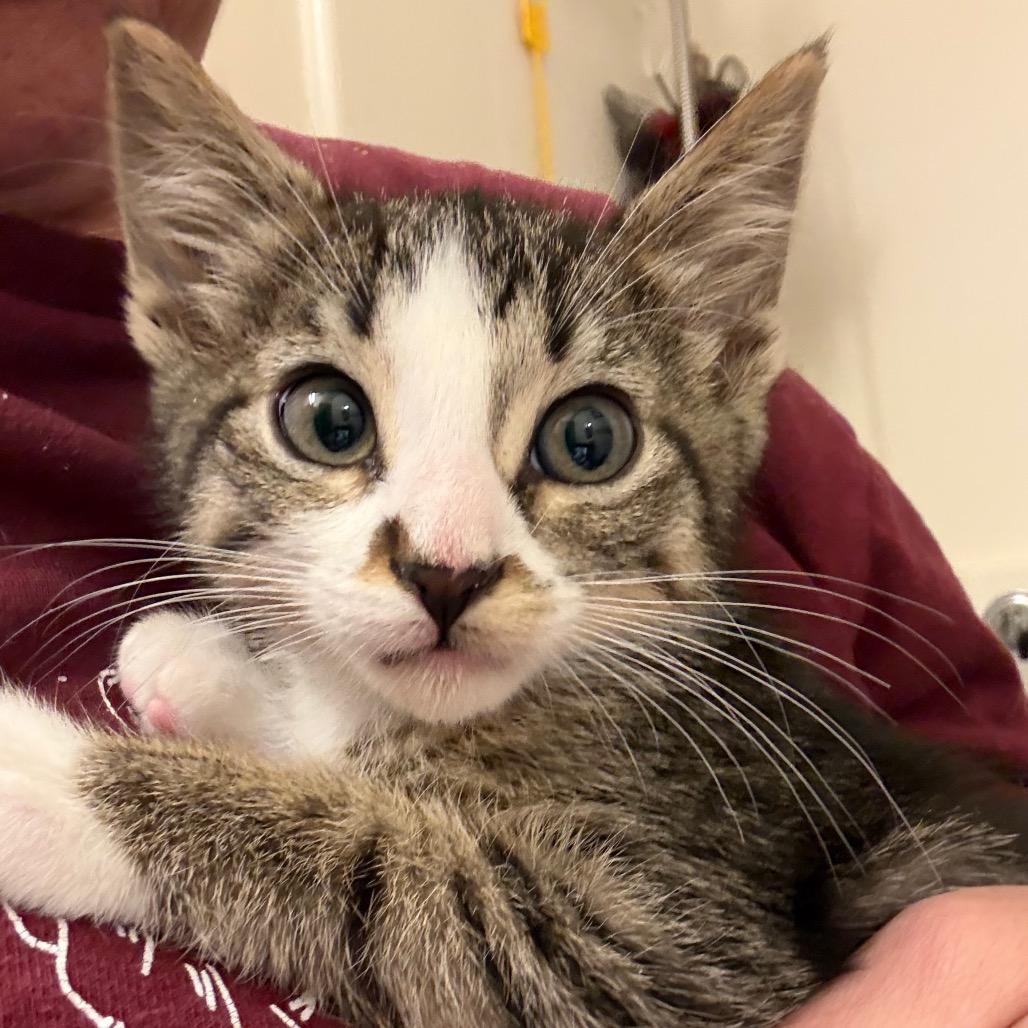 Enlarge Darrin, a Adoptable Domestic Short Hair in Crookston, MN image 4/4