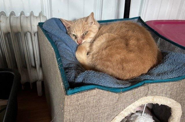 Sammie, Adoptable, Adult Female Domestic Short Hair.