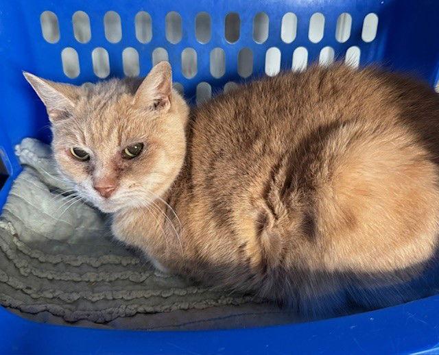 Enlarge Sammie, a Adoptable Domestic Short Hair in Apollo, PA image 2/4