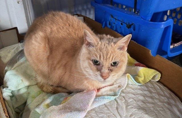 Enlarge Sammie, a Adoptable Domestic Short Hair in Apollo, PA image 3/4