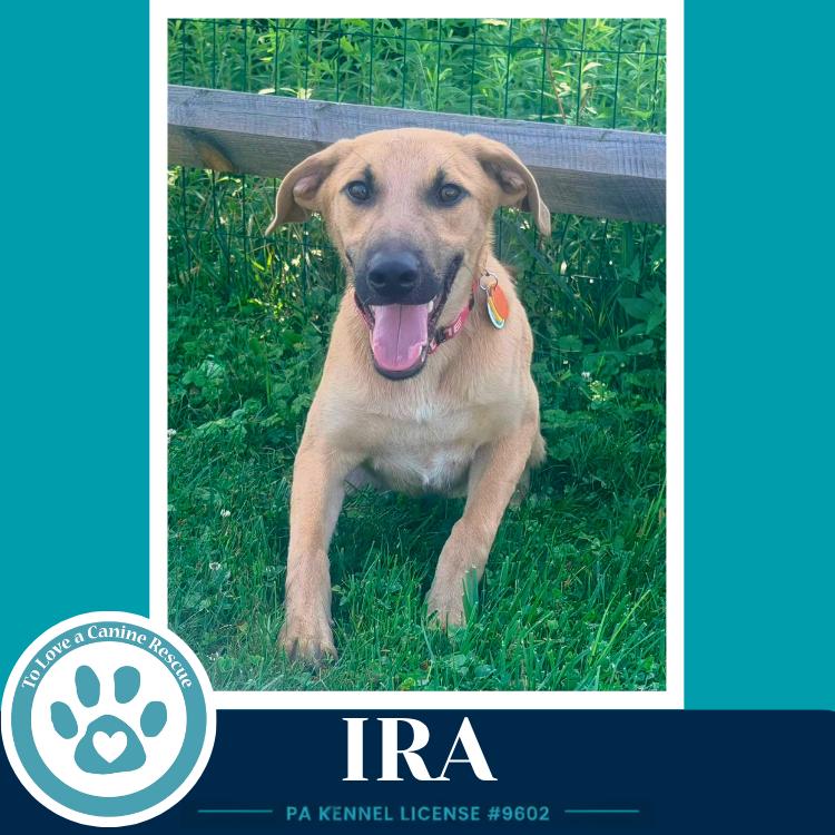 Ira (I-Team) 071826, Adoptable, Young Male Shepherd.