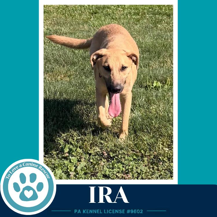 Ira (I-Team) 071826, a Adoptable mixed breed in Kimberton, PA image 2/6