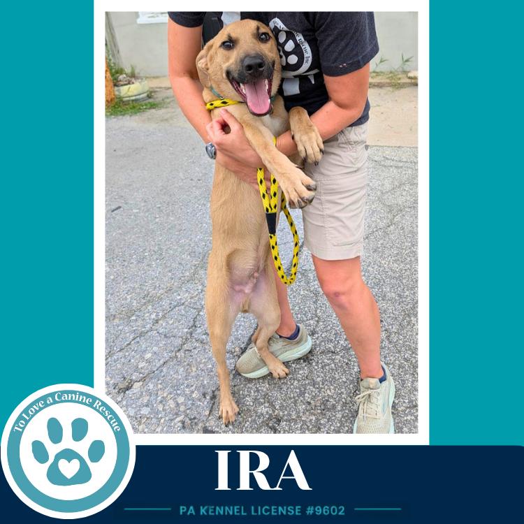 Ira (I-Team) 071826, a Adoptable mixed breed in Kimberton, PA image 3/6
