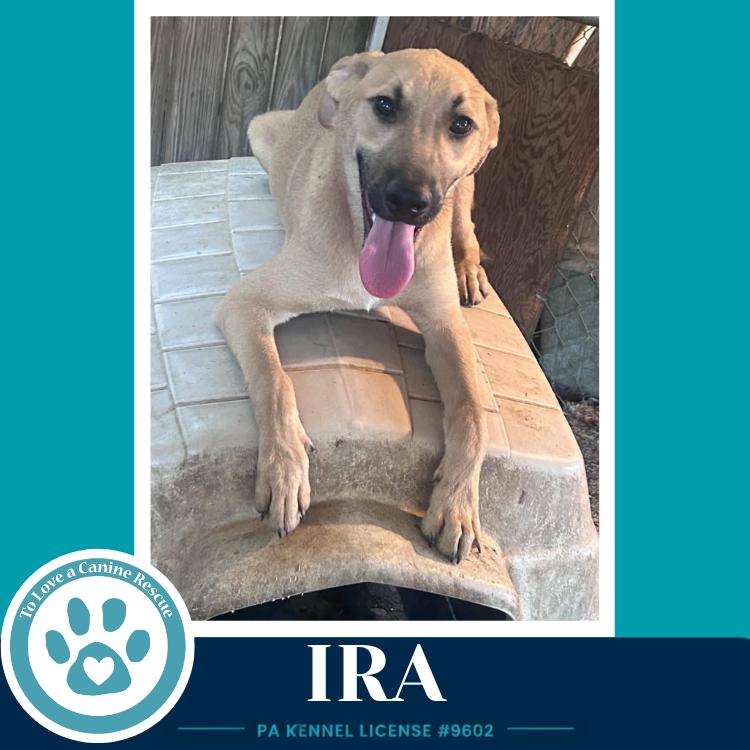 Ira (I-Team) 071826, a Adoptable mixed breed in Kimberton, PA image 4/6