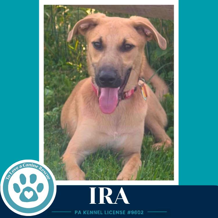 Ira (I-Team) 071826, a Adoptable mixed breed in Kimberton, PA image 5/6