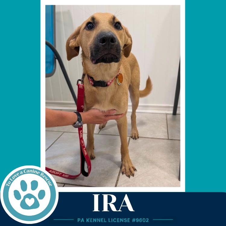 Ira (I-Team) 071826, a Adoptable mixed breed in Kimberton, PA image 6/6