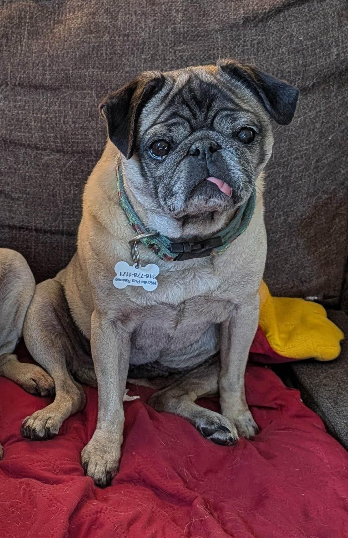 Enlarge Rory, an adopted Pug in Benton, KS image 1/1