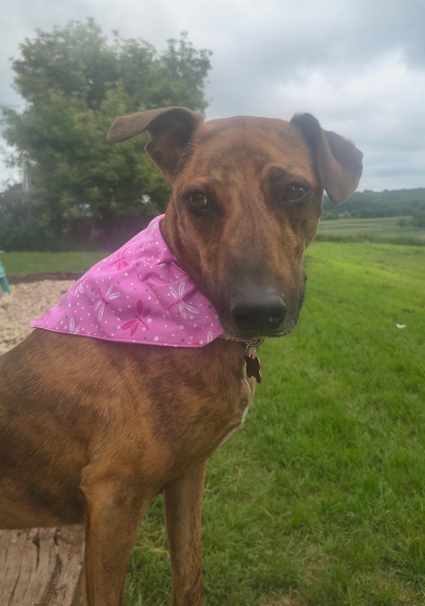 Enlarge Bingo, a ADOPTABLE Mixed Breed in Whitewater, WI image 6/6