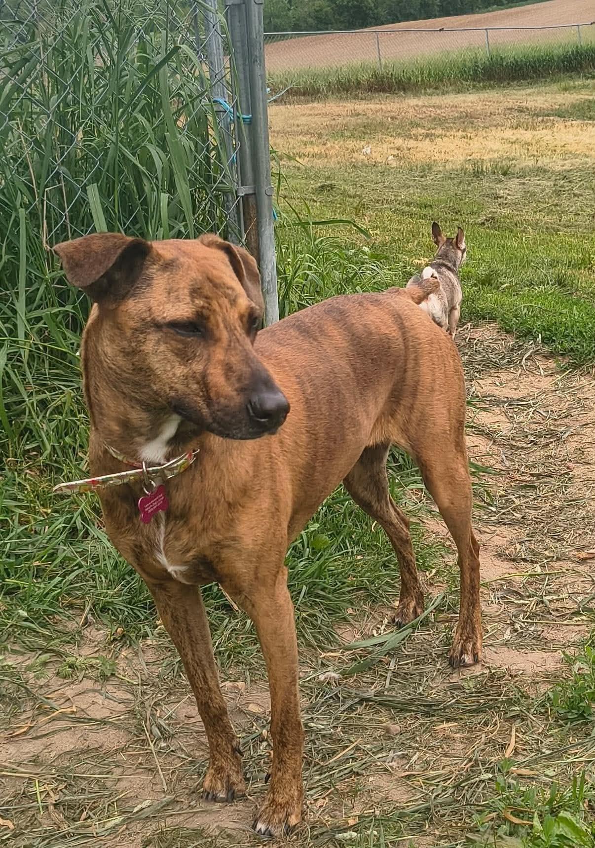 Bingo, a ADOPTABLE Mixed Breed in Whitewater, WI image 3/6
