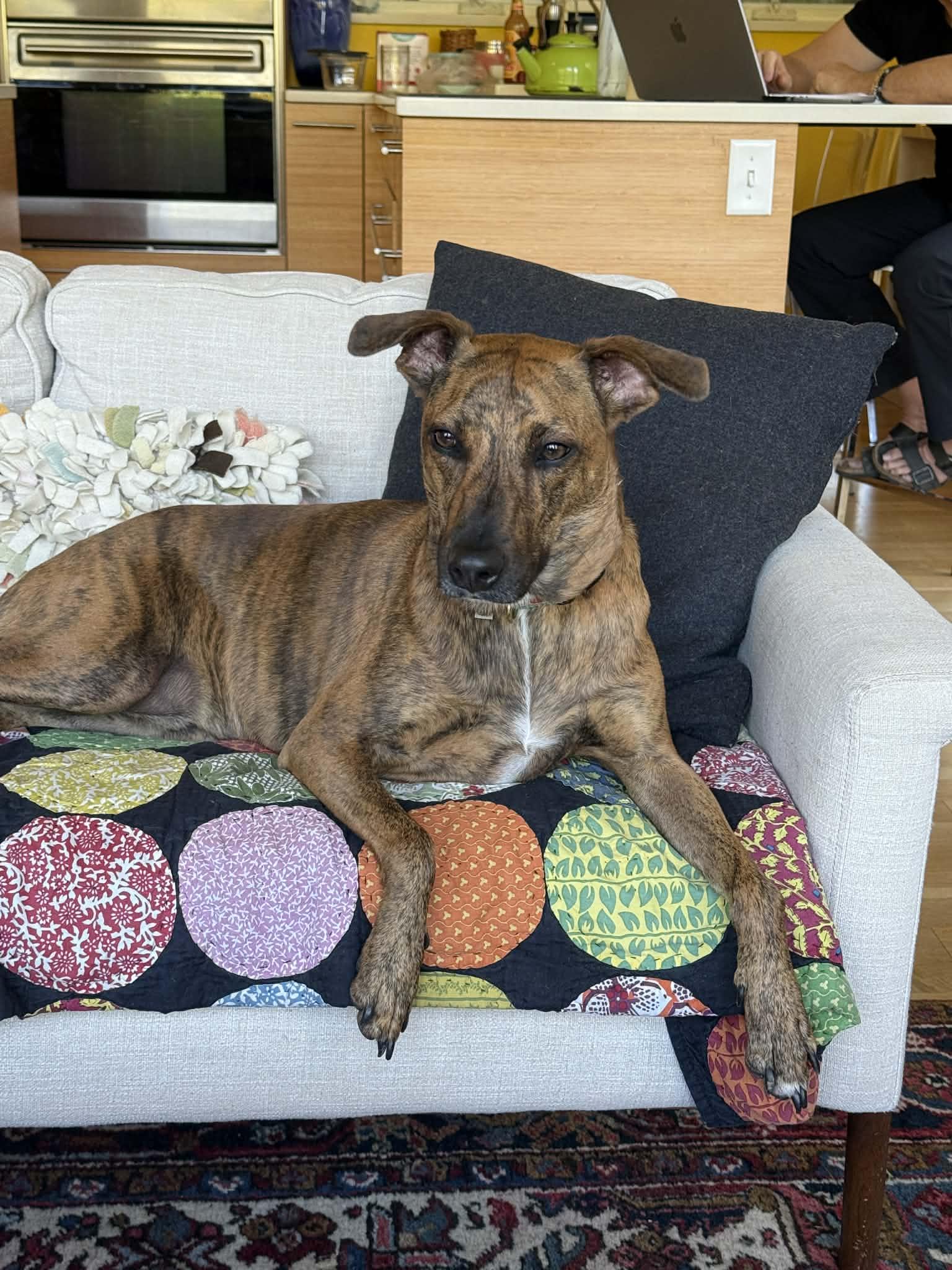 Enlarge Bingo, a ADOPTABLE Mixed Breed in Whitewater, WI image 1/5