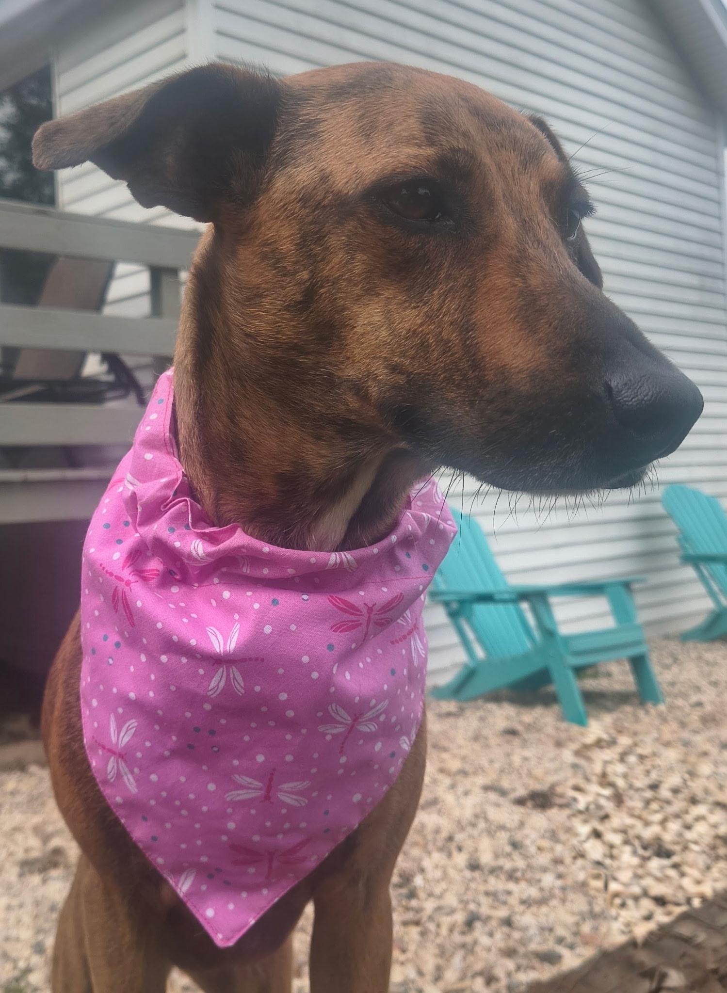 Enlarge Bingo, a ADOPTABLE Mixed Breed in Whitewater, WI image 5/6