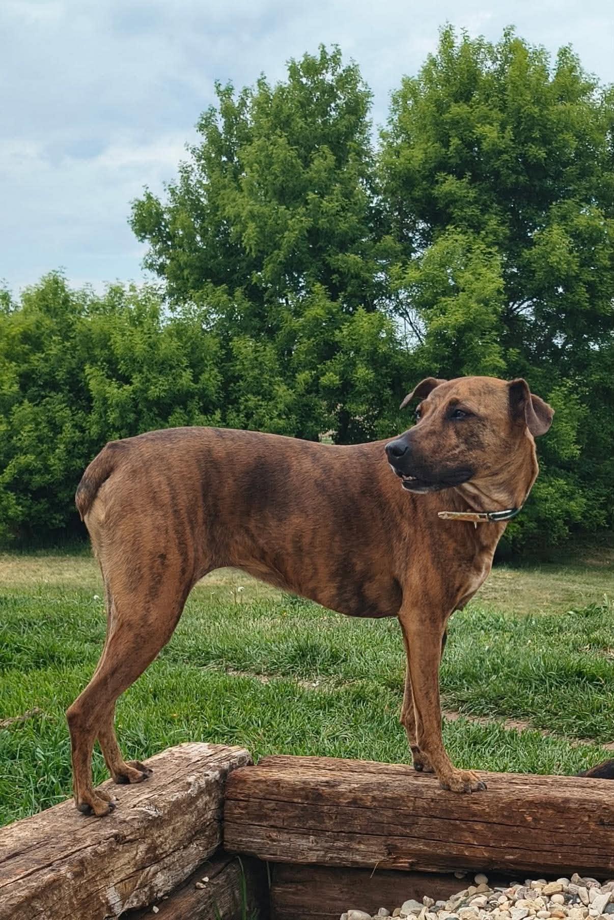 Bingo, a ADOPTABLE Mixed Breed in Whitewater, WI image 6/6