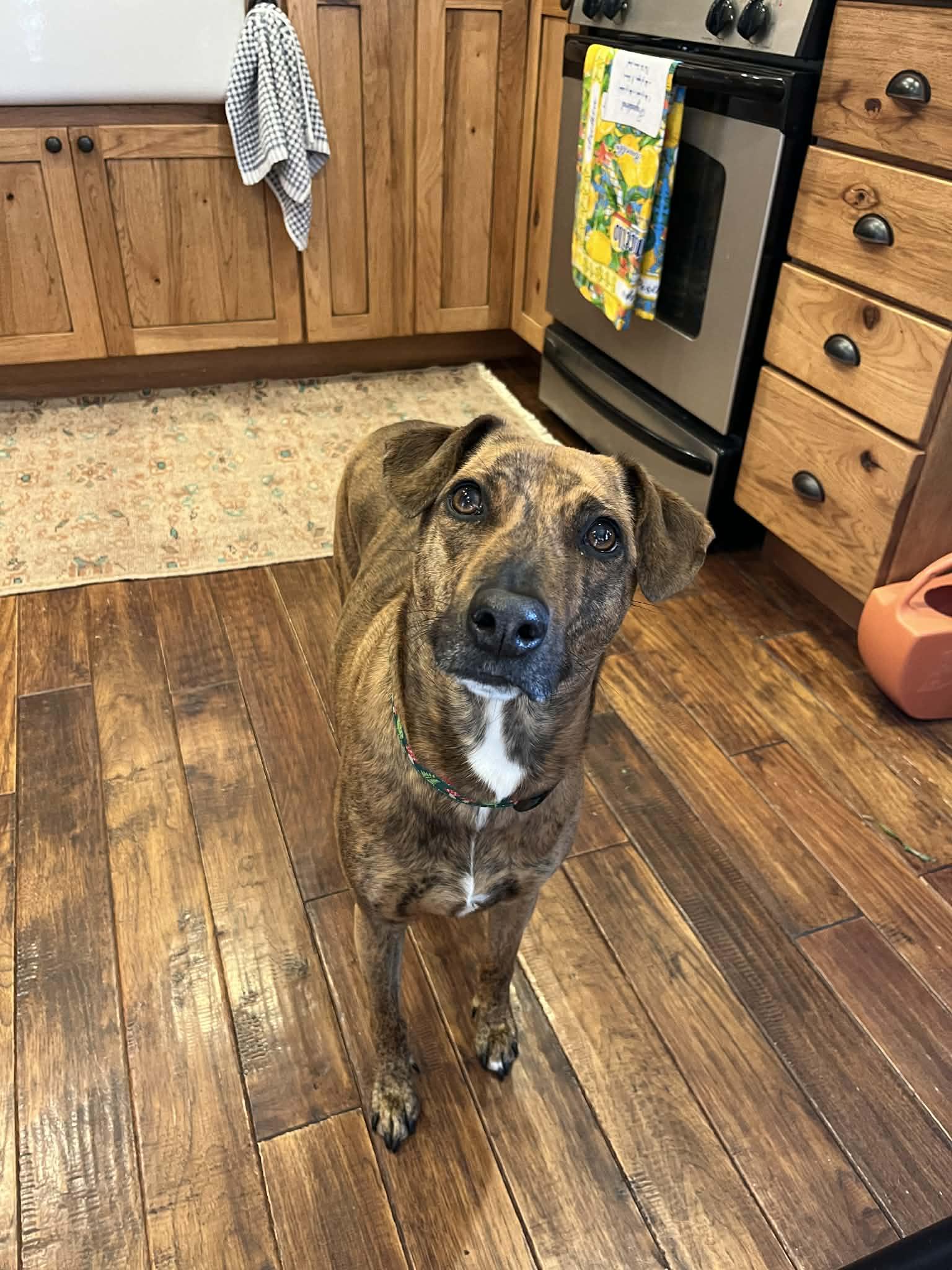 Enlarge Bingo, a ADOPTABLE Mixed Breed in Whitewater, WI image 2/5