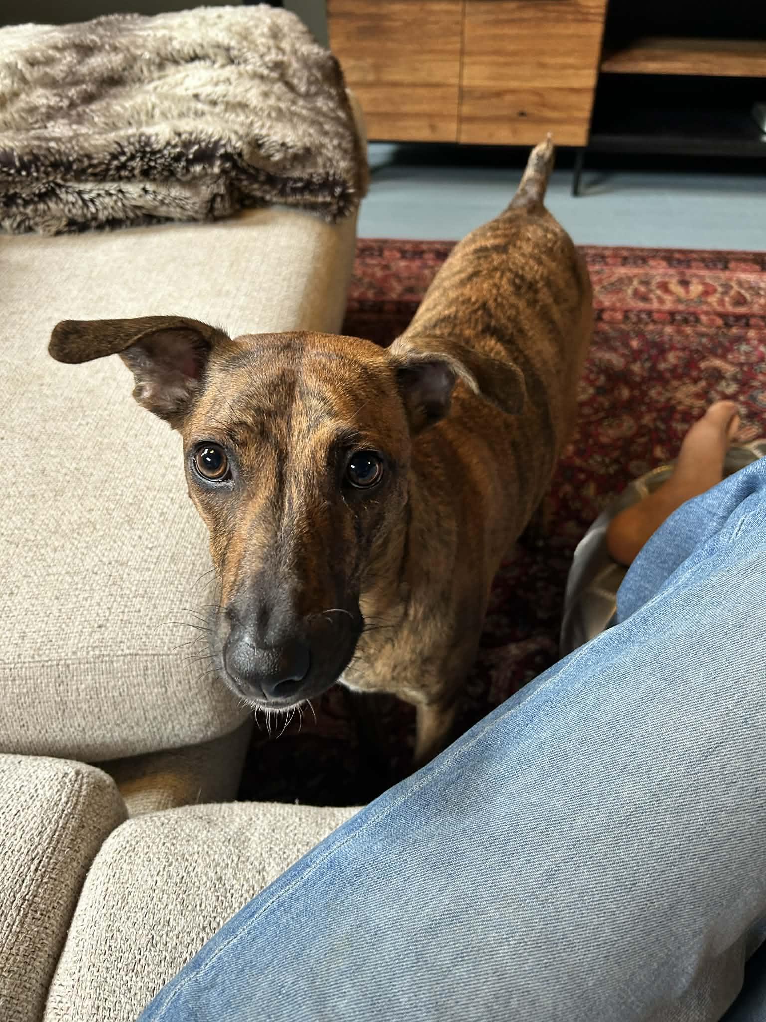 Enlarge Bingo, a ADOPTABLE Mixed Breed in Whitewater, WI image 4/5