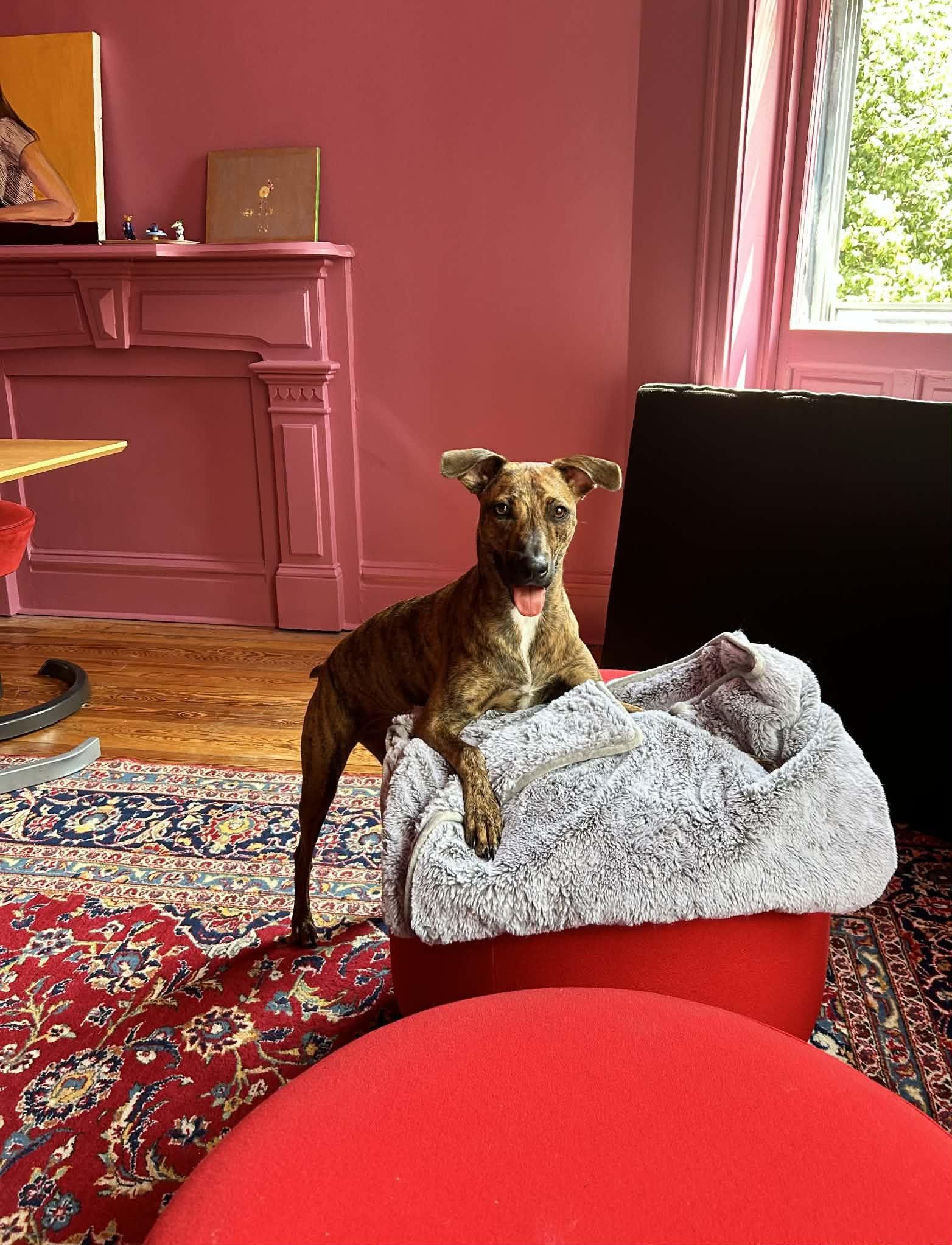 Enlarge Bingo, a ADOPTABLE Mixed Breed in Whitewater, WI image 5/5