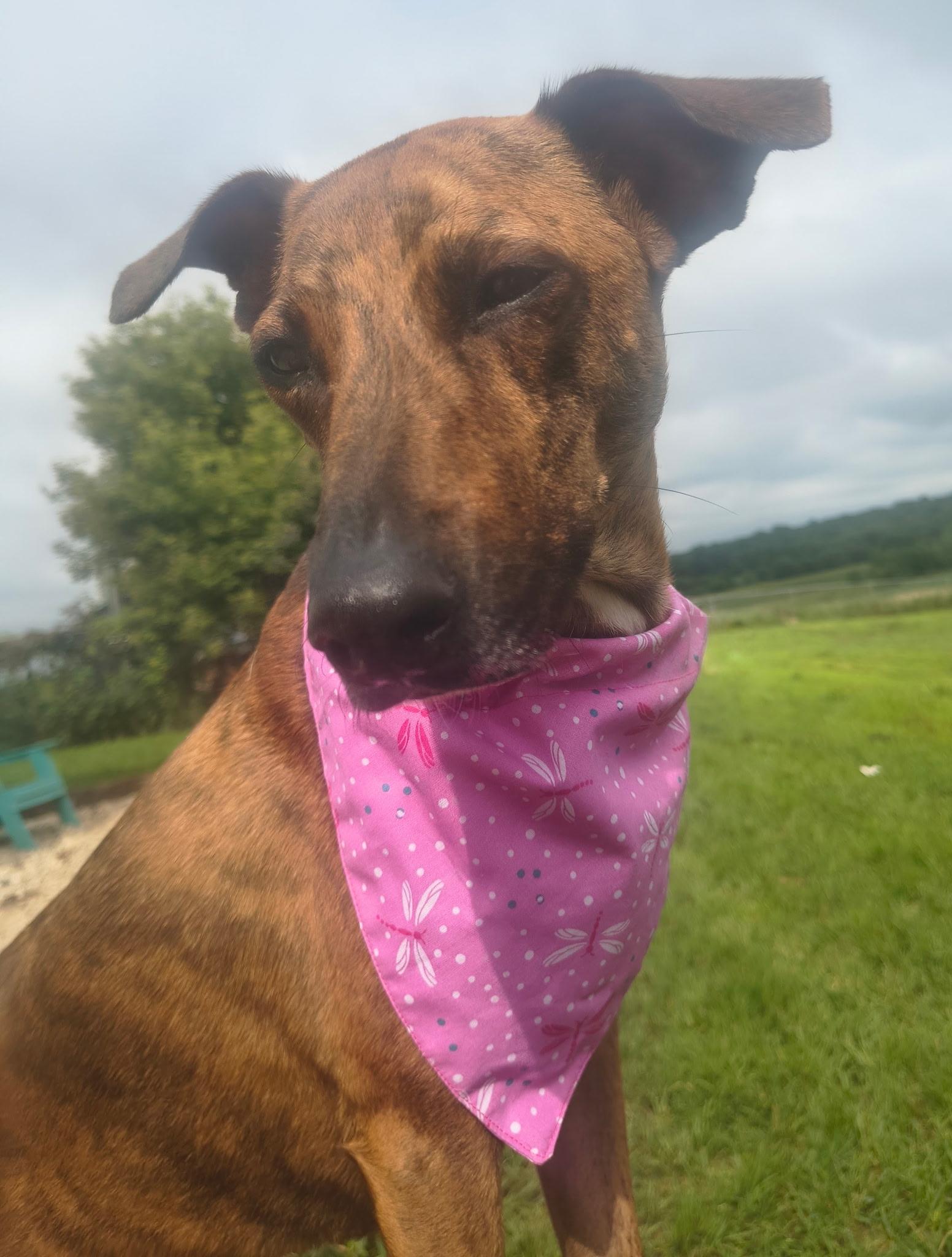 Bingo, ADOPTABLE, Adult Female Mixed Breed.