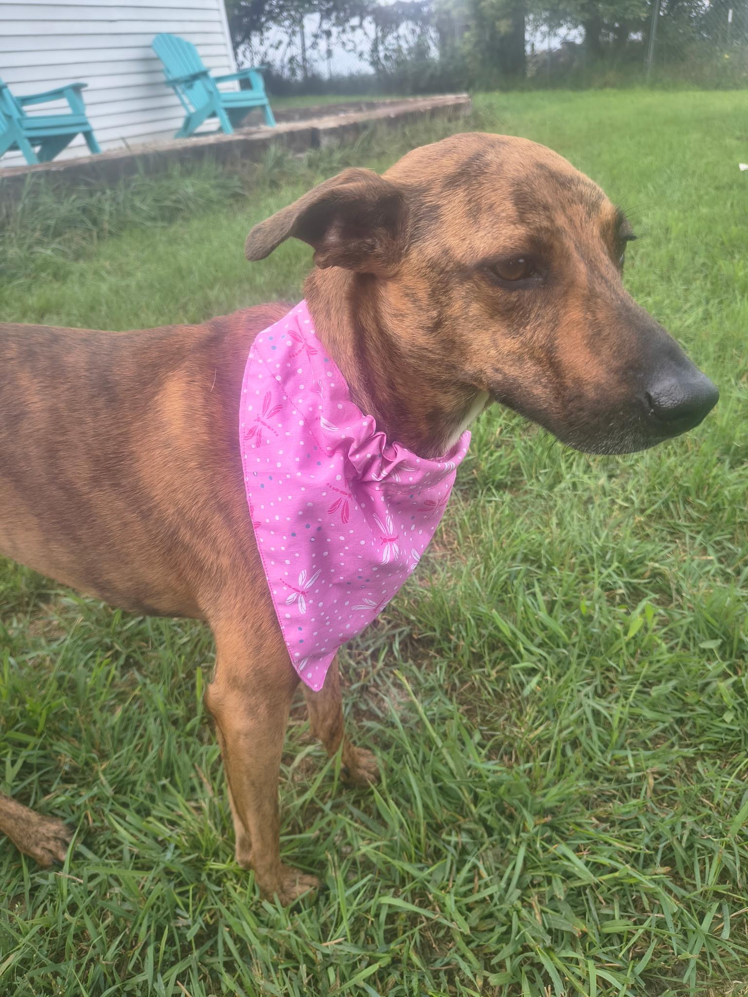Enlarge Bingo, a ADOPTABLE Mixed Breed in Whitewater, WI image 3/6