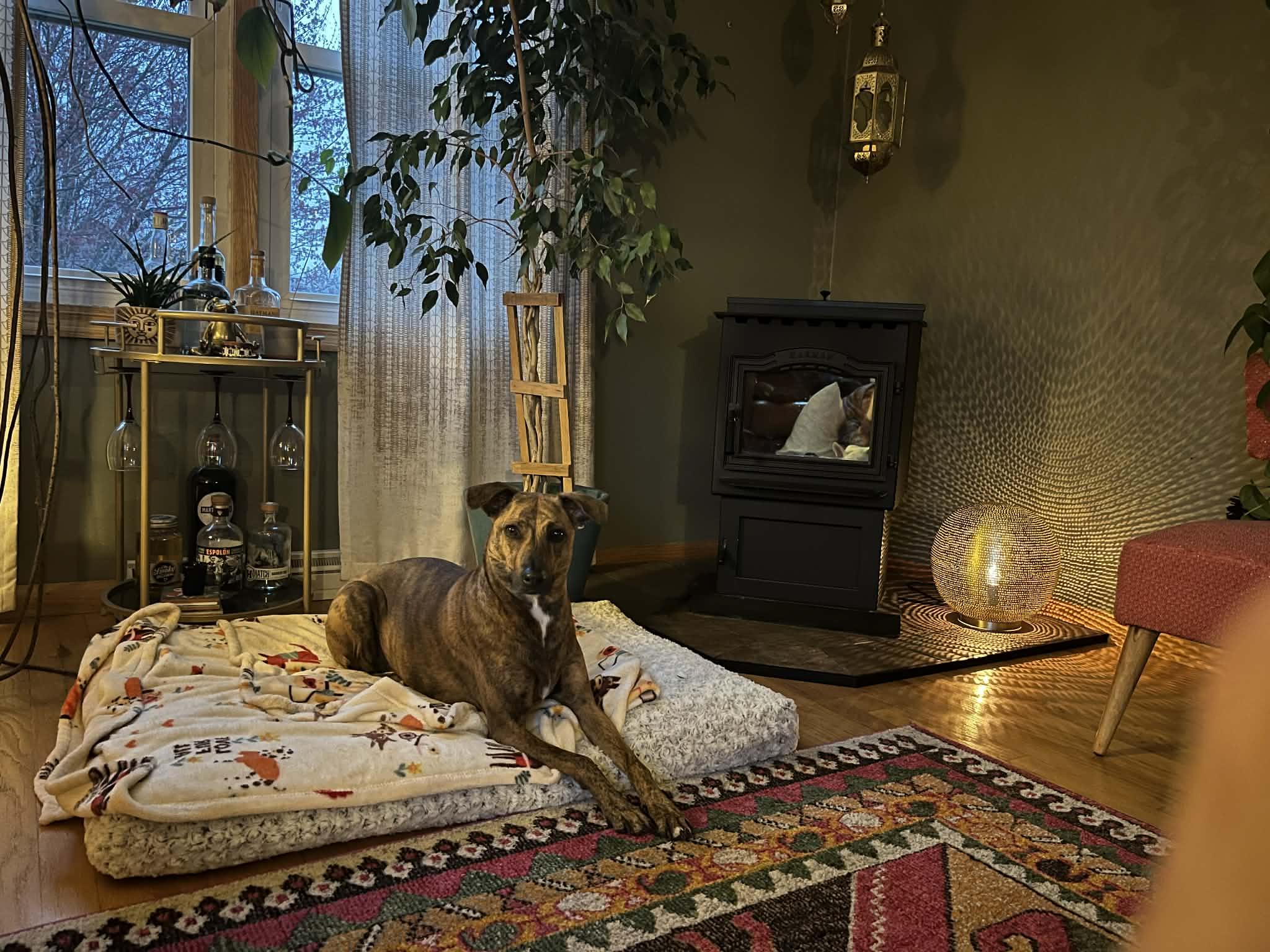 Enlarge Bingo, a ADOPTABLE Mixed Breed in Whitewater, WI image 3/5