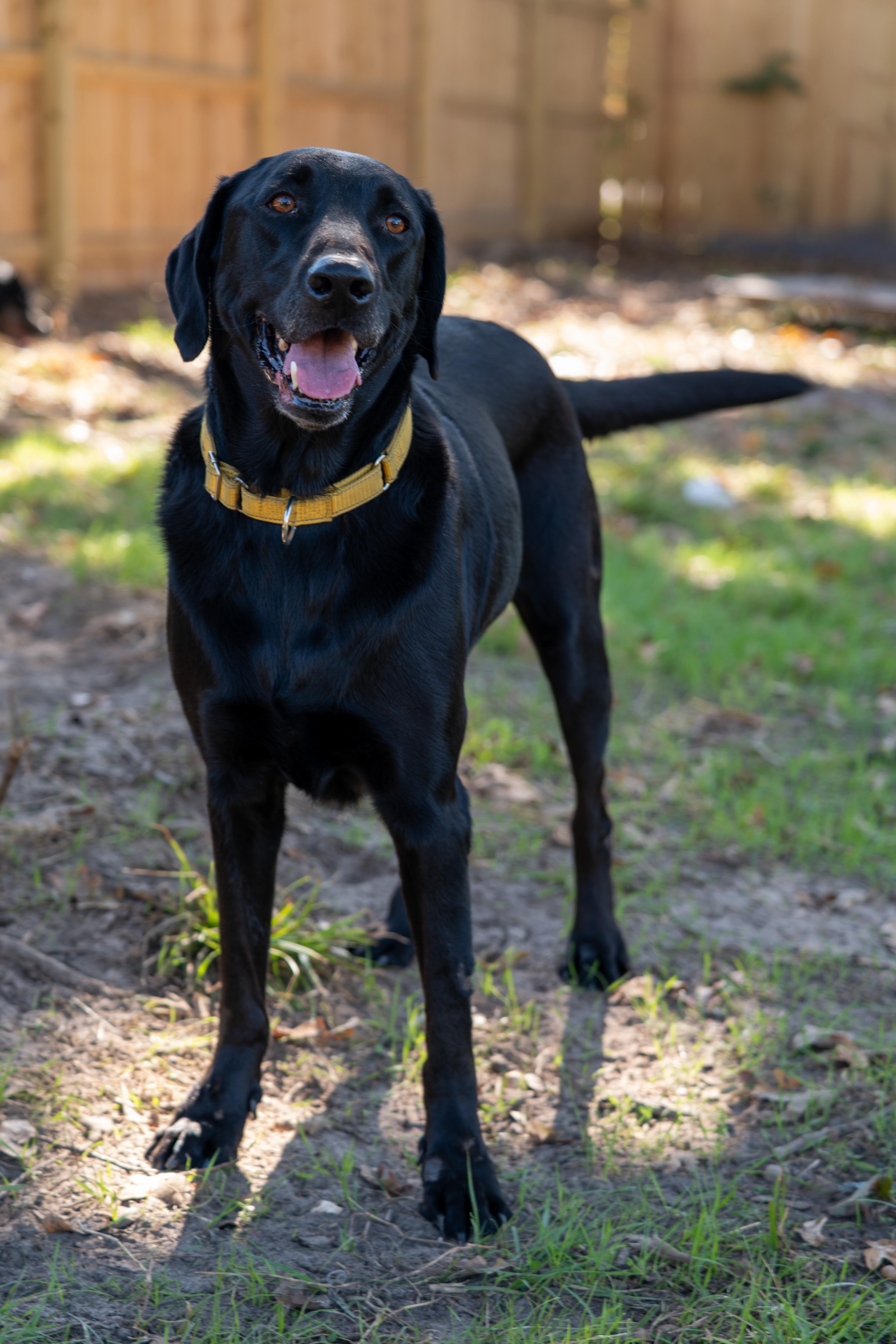 Enlarge Obi, an adopted Black Labrador Retriever in Tyler, TX image 5/6