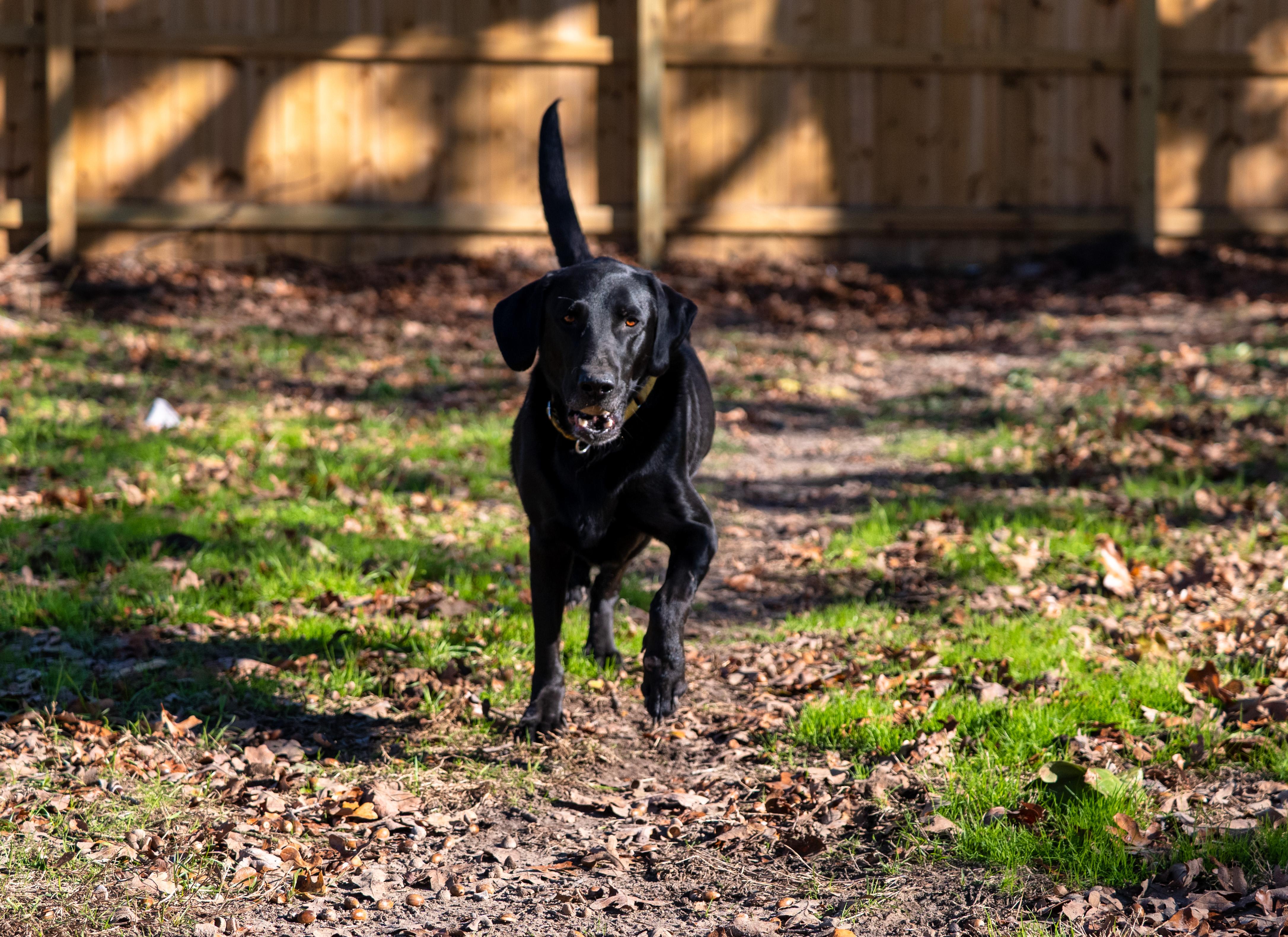 Enlarge Obi, an adopted Black Labrador Retriever in Tyler, TX image 2/6