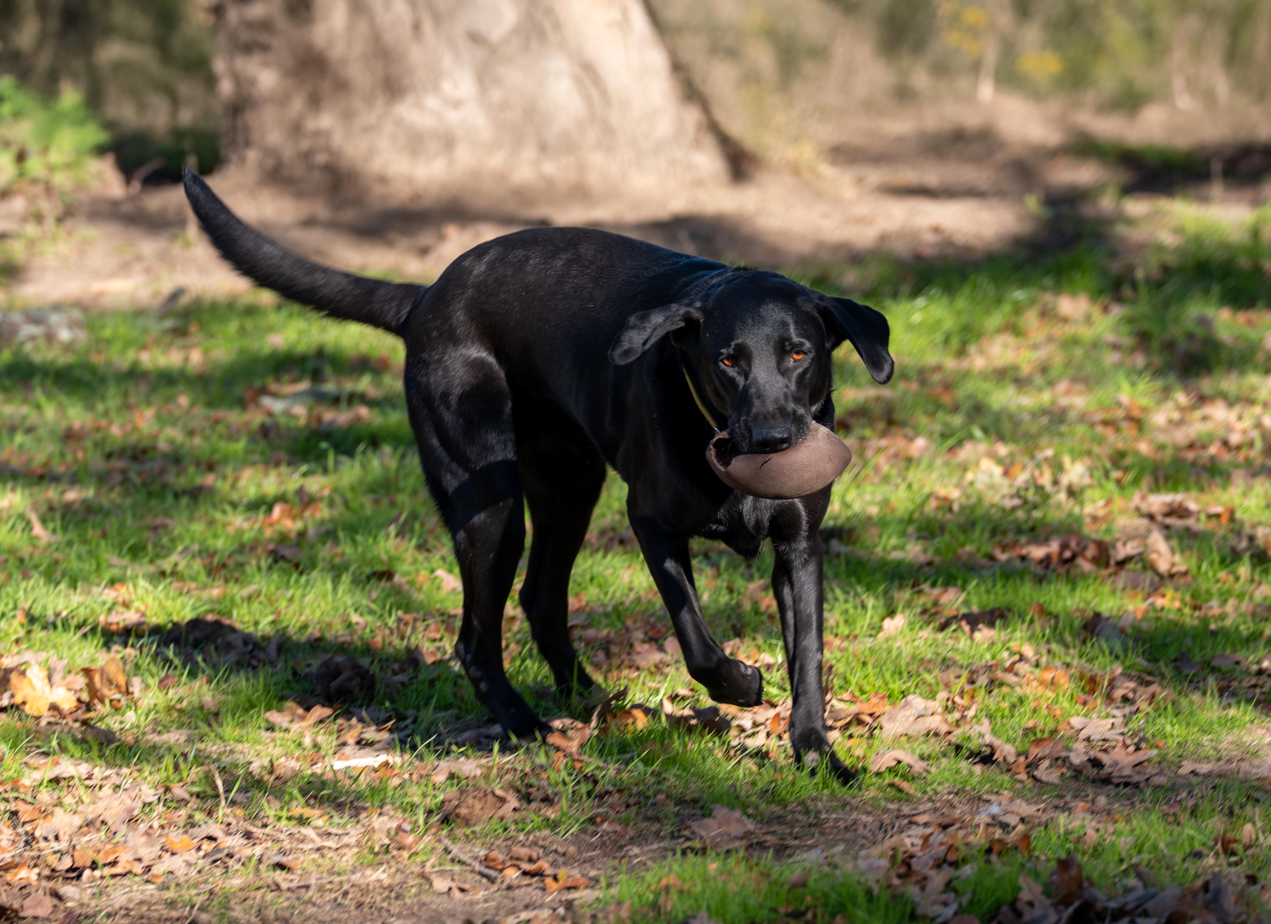 Enlarge Obi, an adopted Black Labrador Retriever in Tyler, TX image 6/6