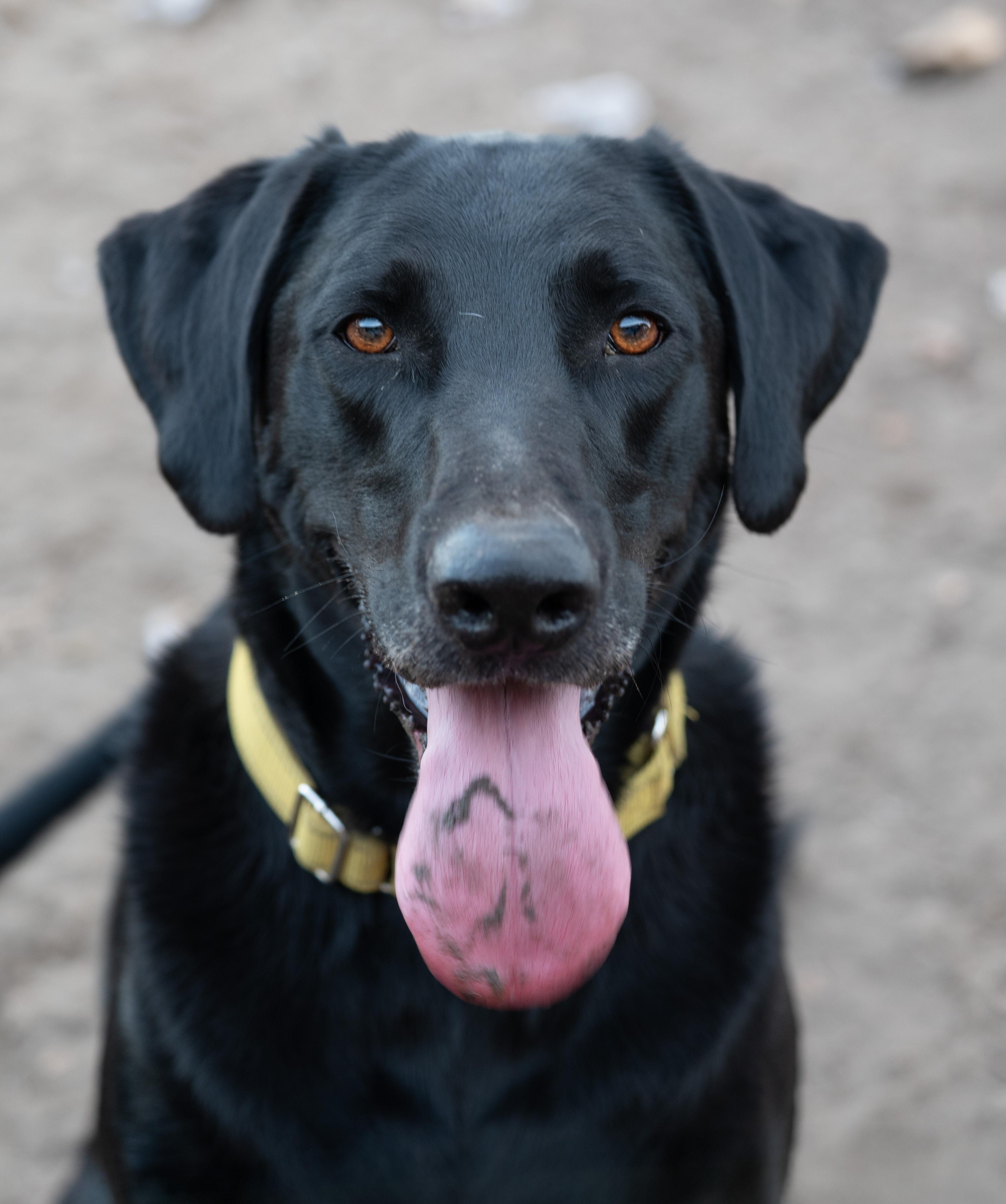 Enlarge Obi, an adopted Black Labrador Retriever in Tyler, TX image 4/6