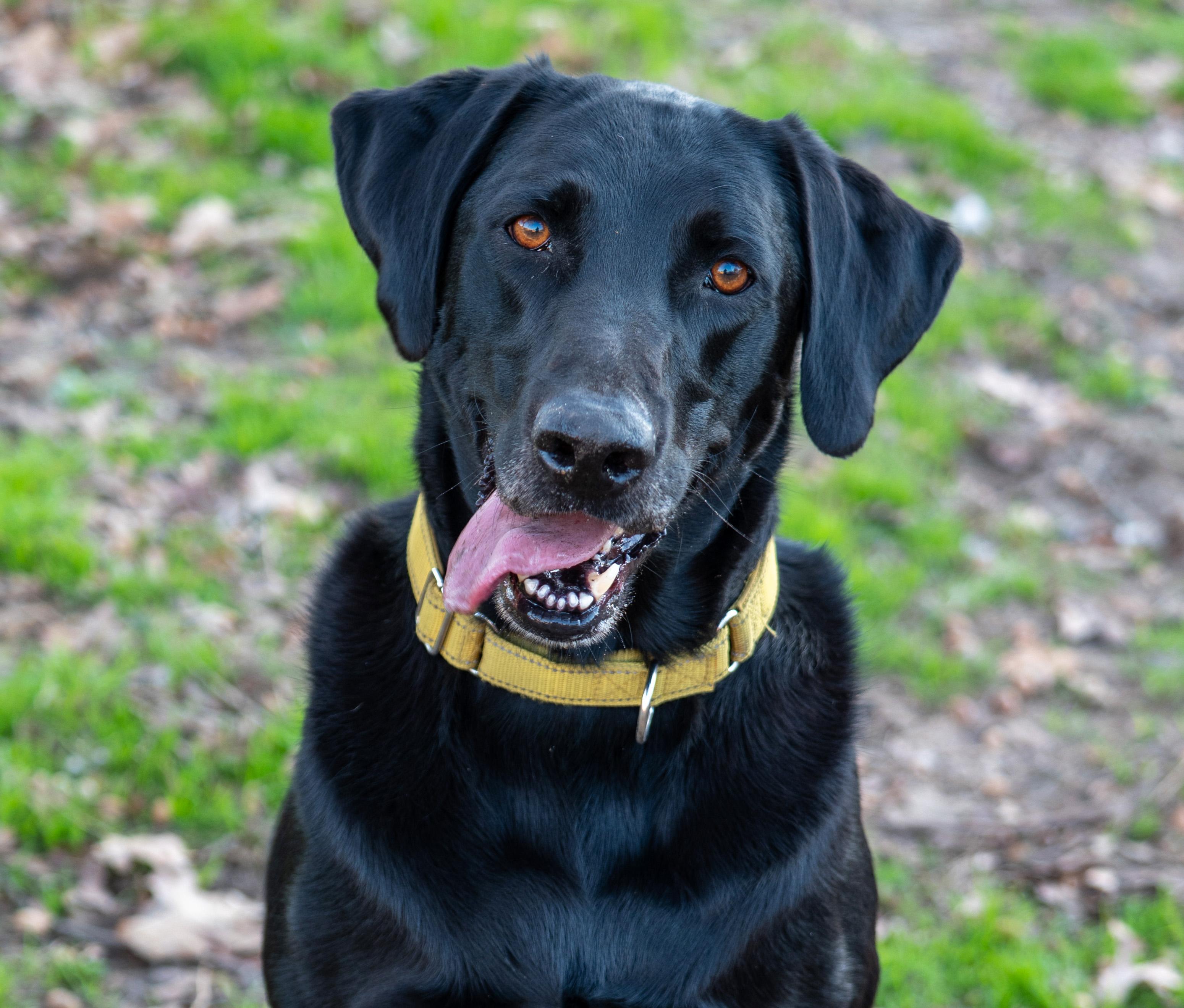 Enlarge Obi, an adopted Black Labrador Retriever in Tyler, TX image 1/6