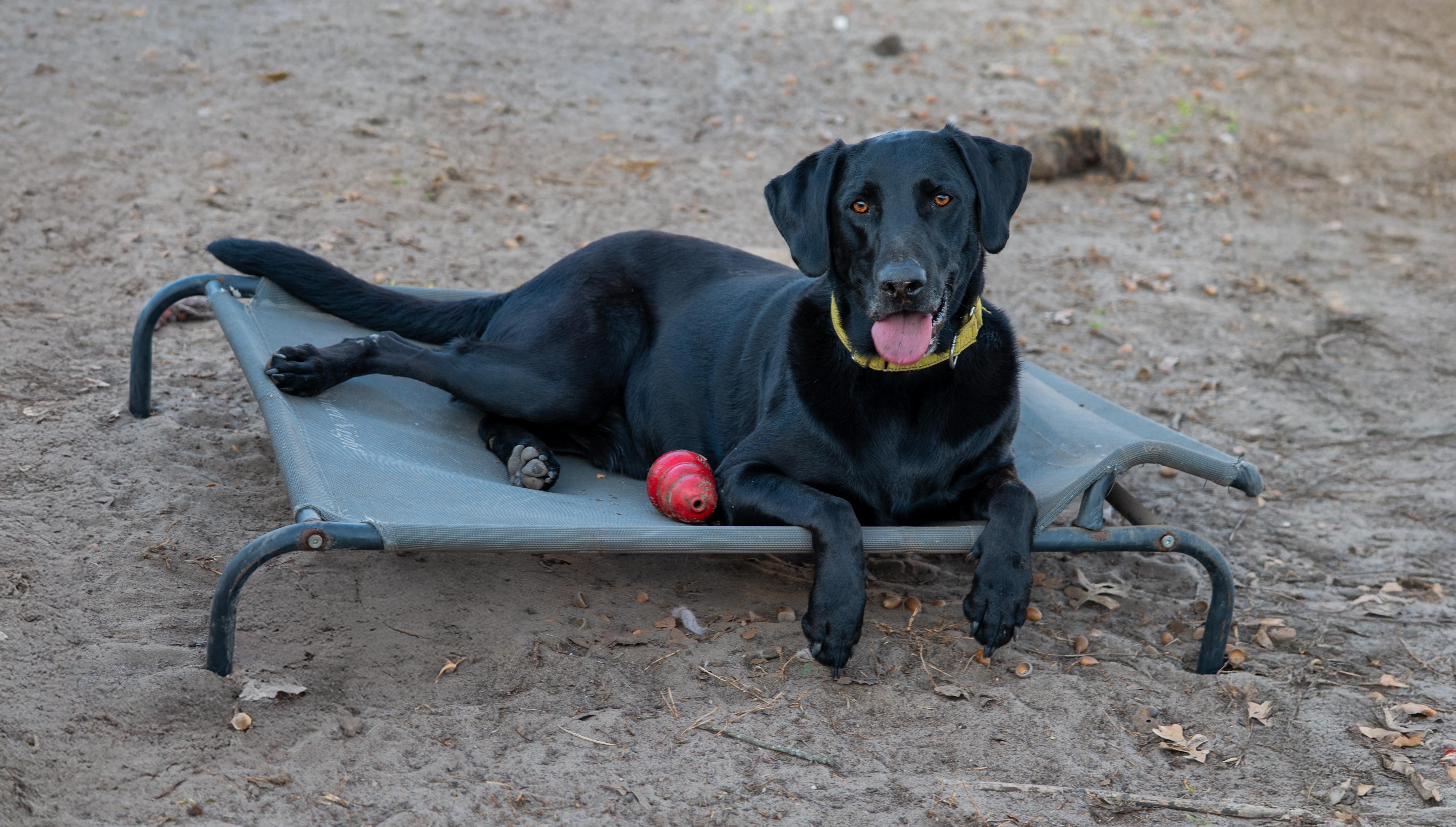 Enlarge Obi, an adopted Black Labrador Retriever in Tyler, TX image 3/6