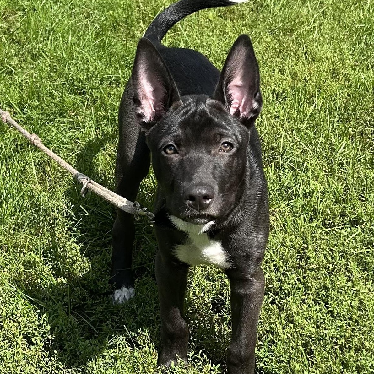 Sage, an adoptable mixed breed in Libertyville, IL image 4/5